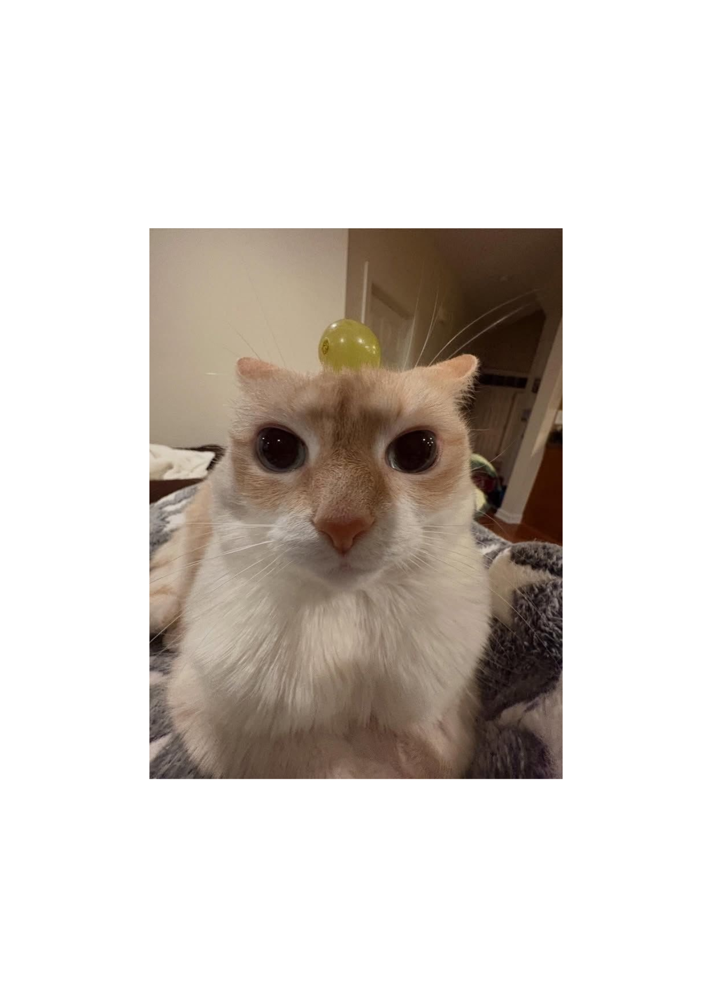 grape cat
